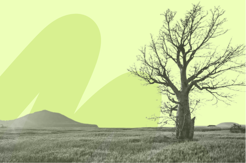 tree with no leaves in a field