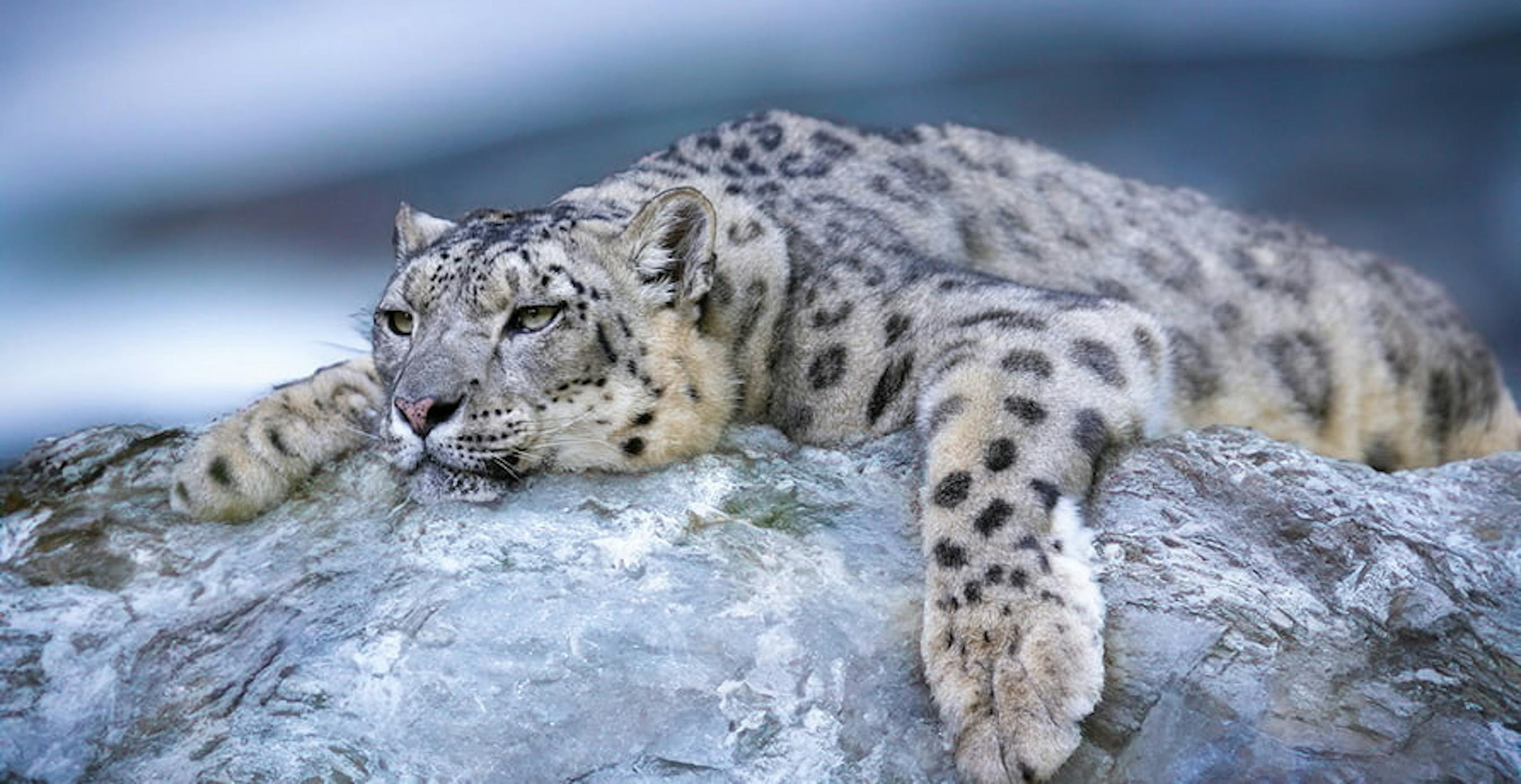 une panthère des neiges