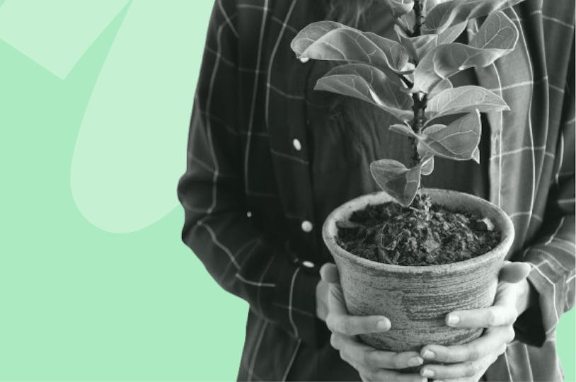 une personne tenant une plante