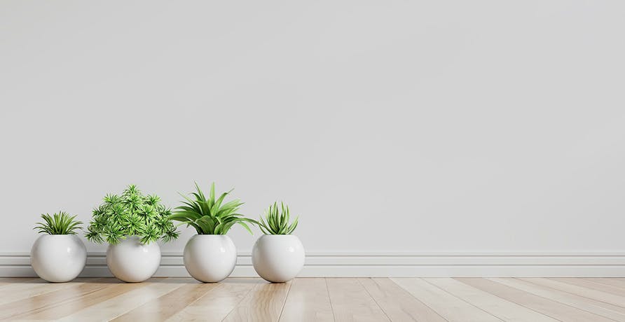 des plantes posées au sol