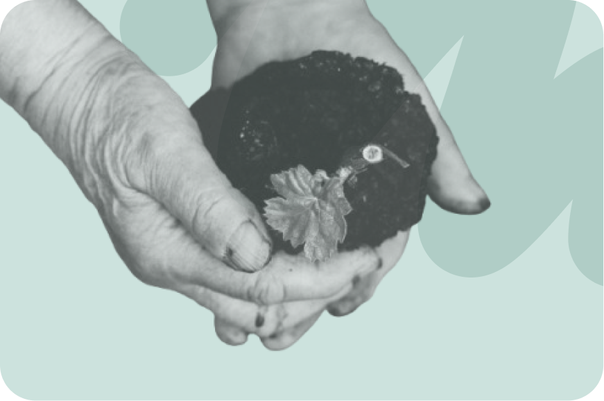 someone holding a plant