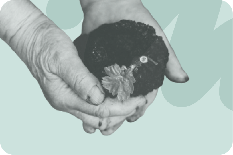 someone holding a plant