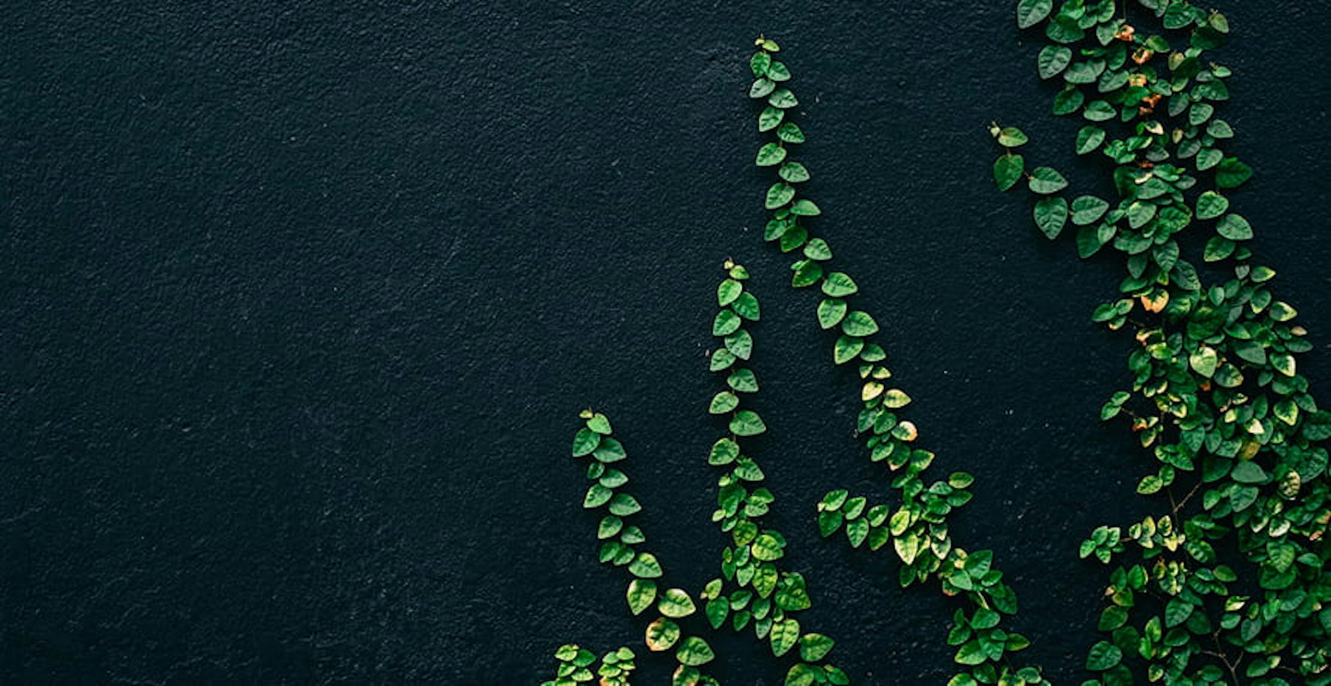 des feuilles vertes sur un mur