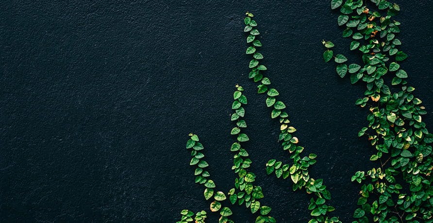 des feuilles vertes sur un mur