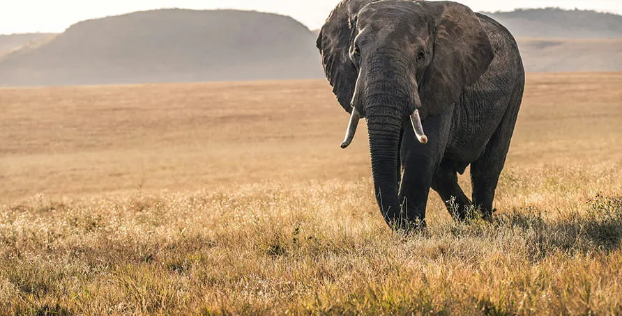 un éléphant