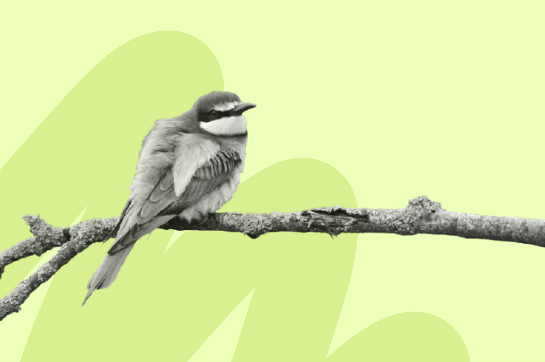 un oiseau sur une branche