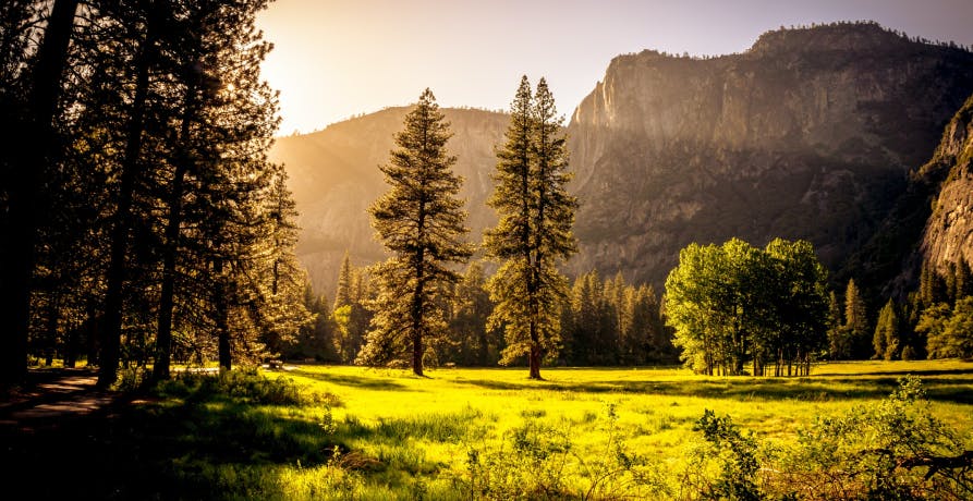 Forest grass green landscape