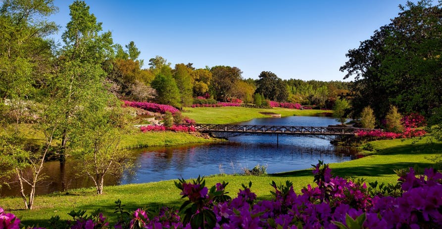 pink purple flowers in bright spring forest clear sky