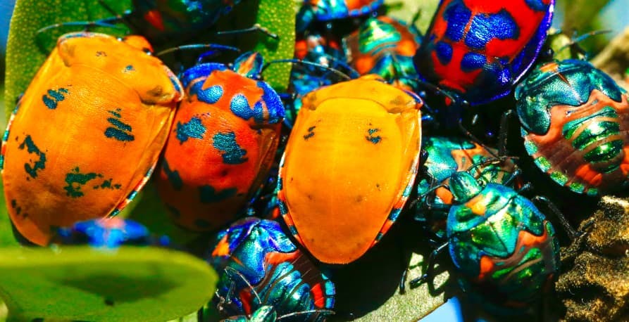 colorful bugs