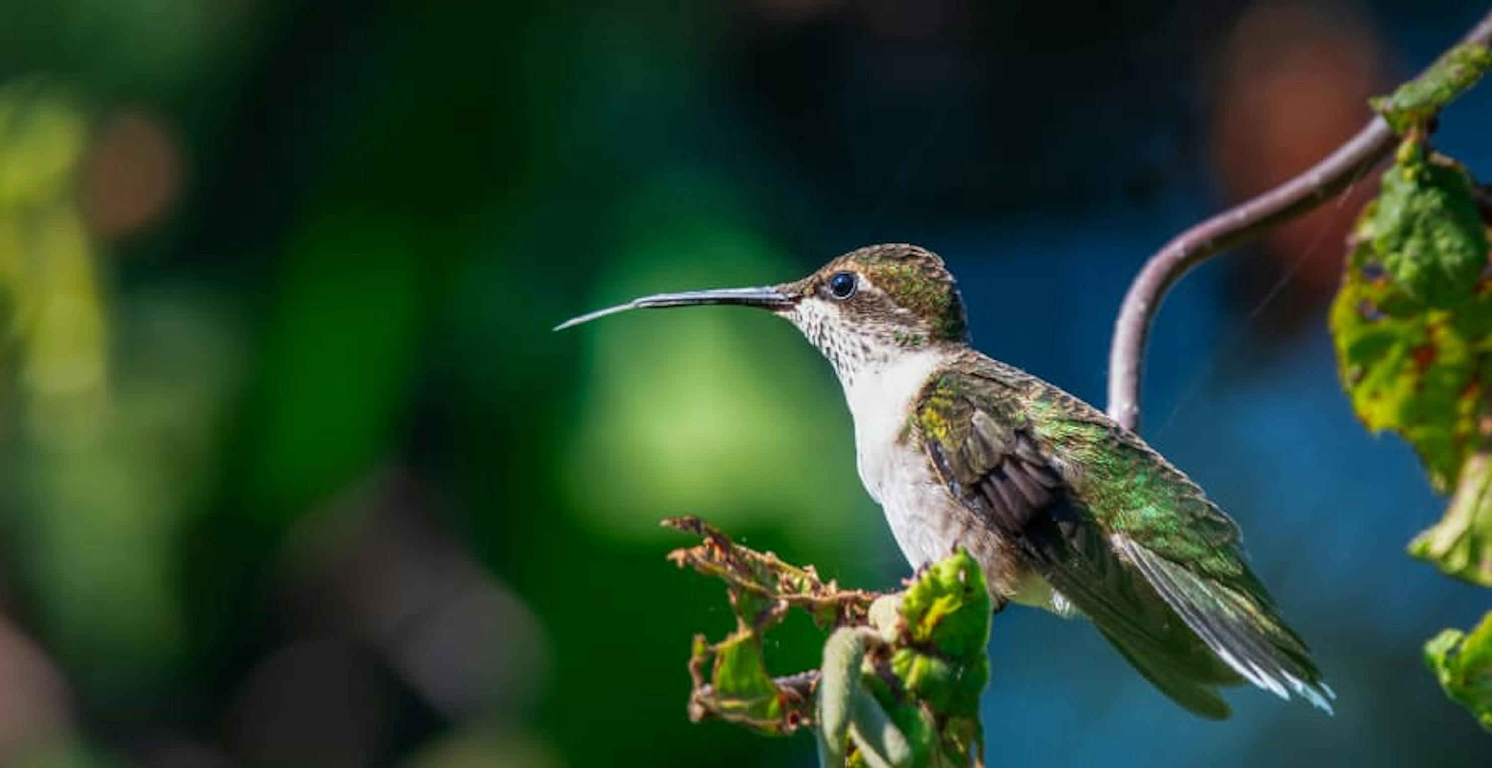 Humming bird sitting in a tree