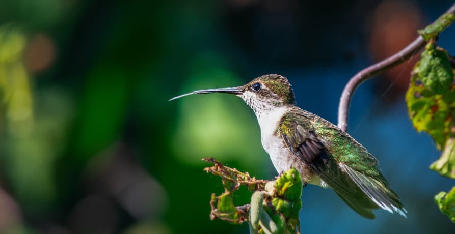 bird sitting on a branch surrounded by trees