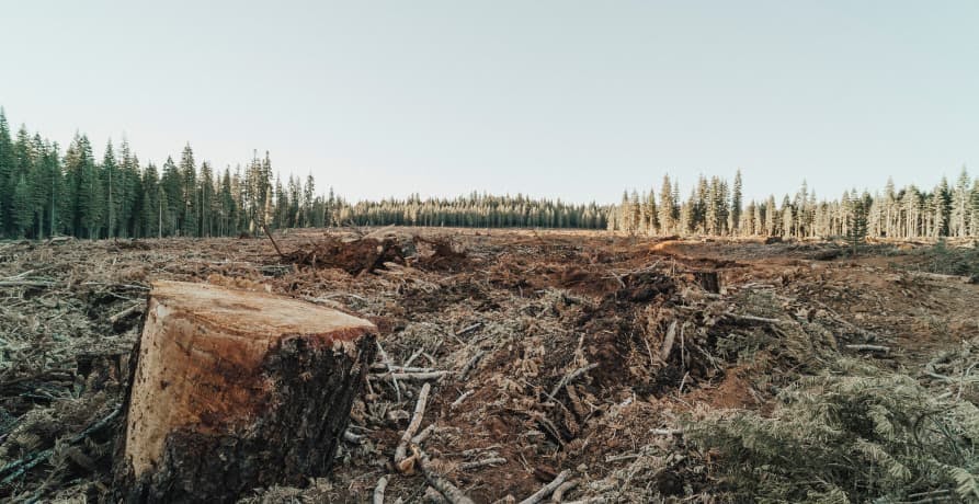 barren forest cut down dry