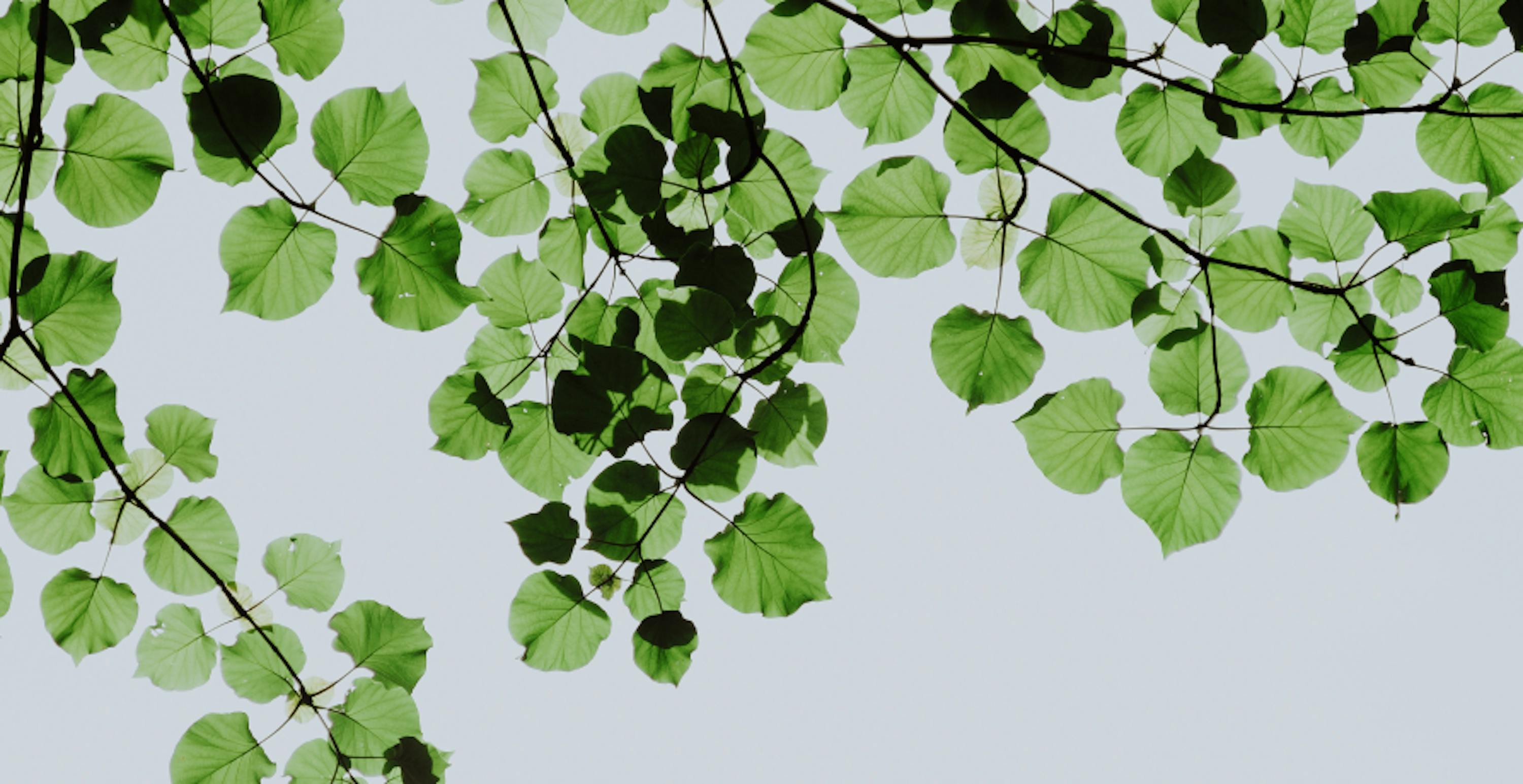 plusieurs branches d'arbres composées de feuilles