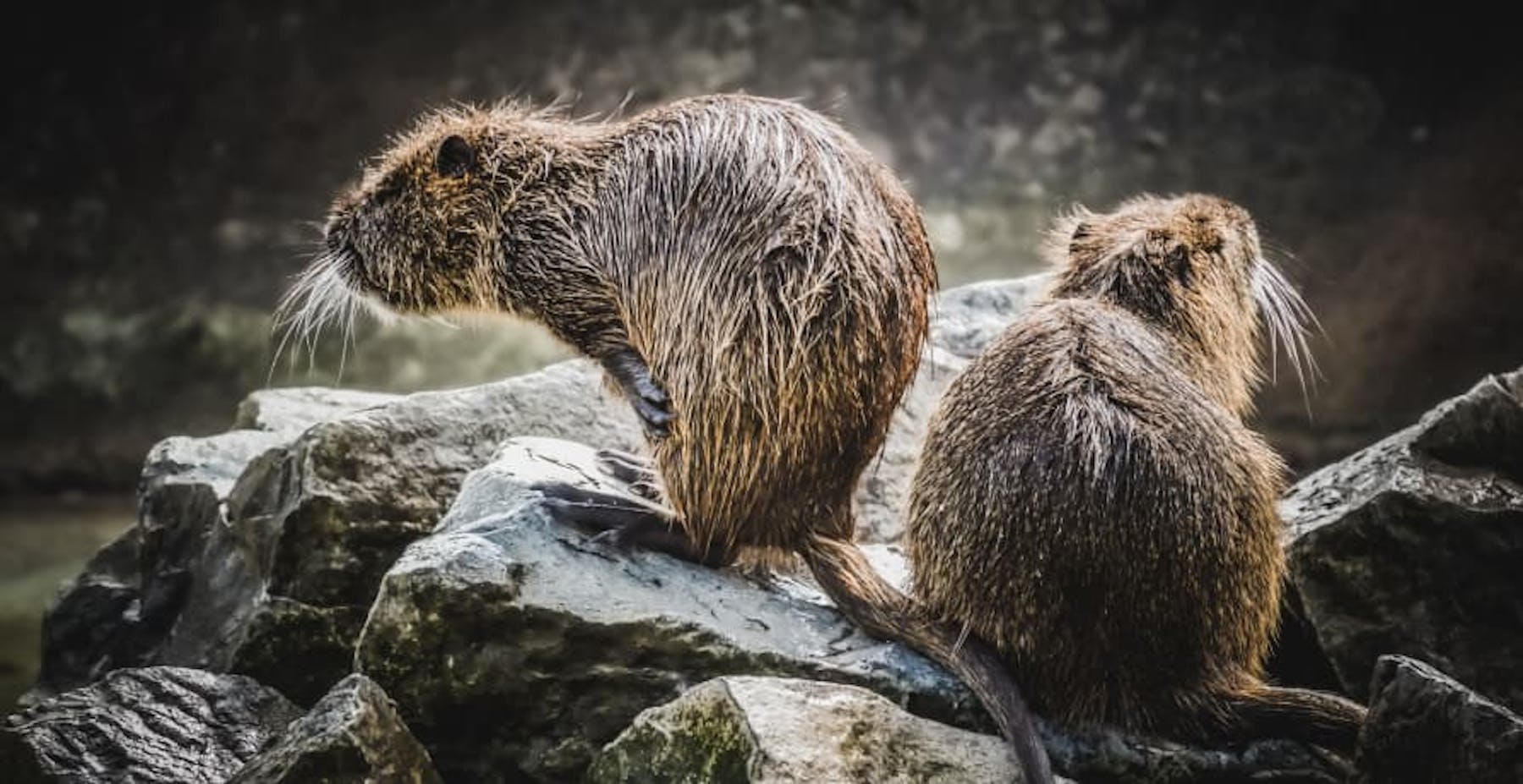 two beavers