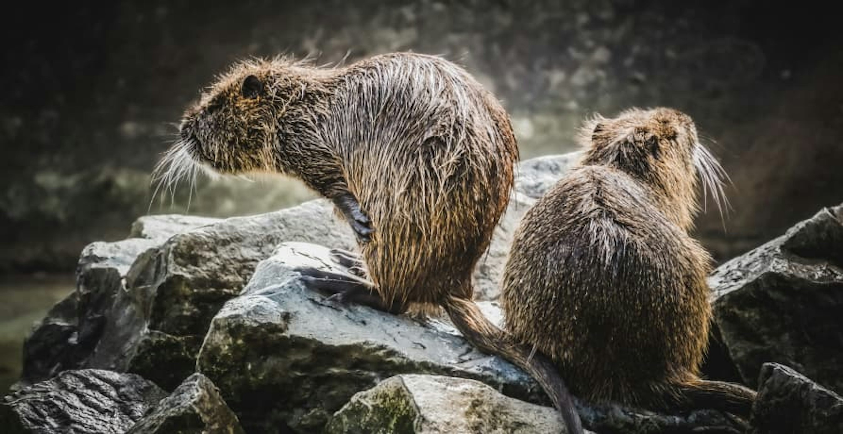 two beavers standing on a rock beside a river