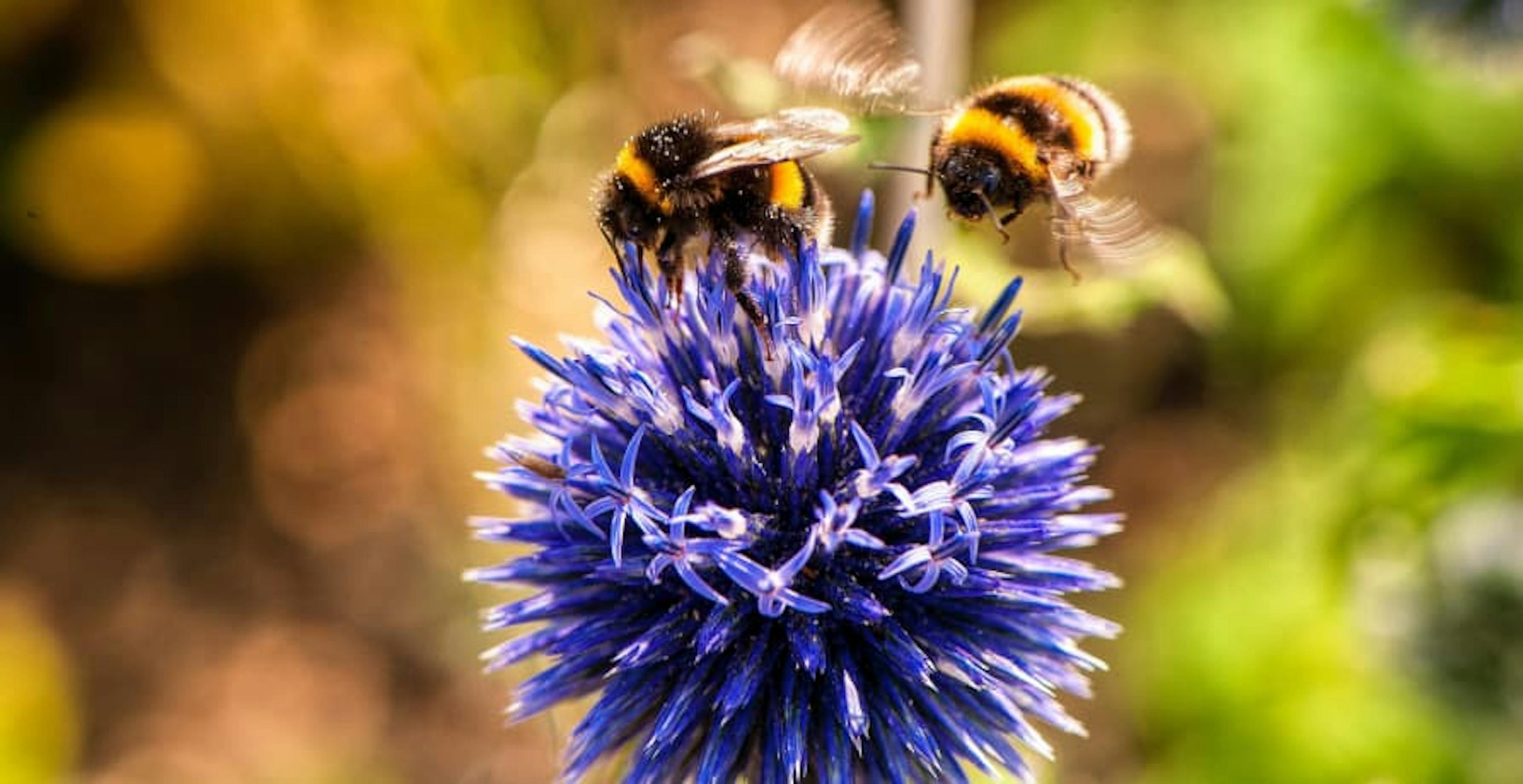 two bumble bees feeding from purple flower