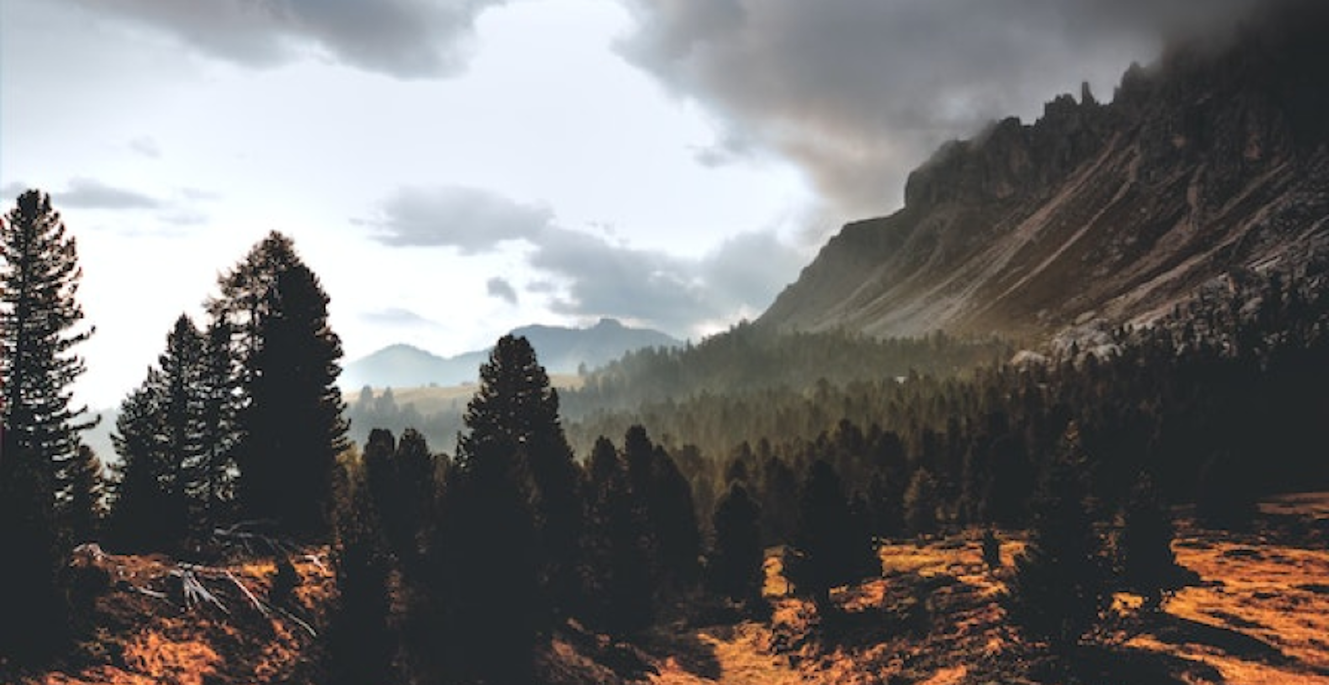 forest landscape
