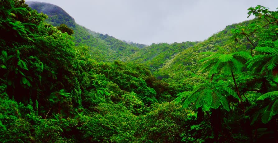 tropical rainforest with rain clouds 