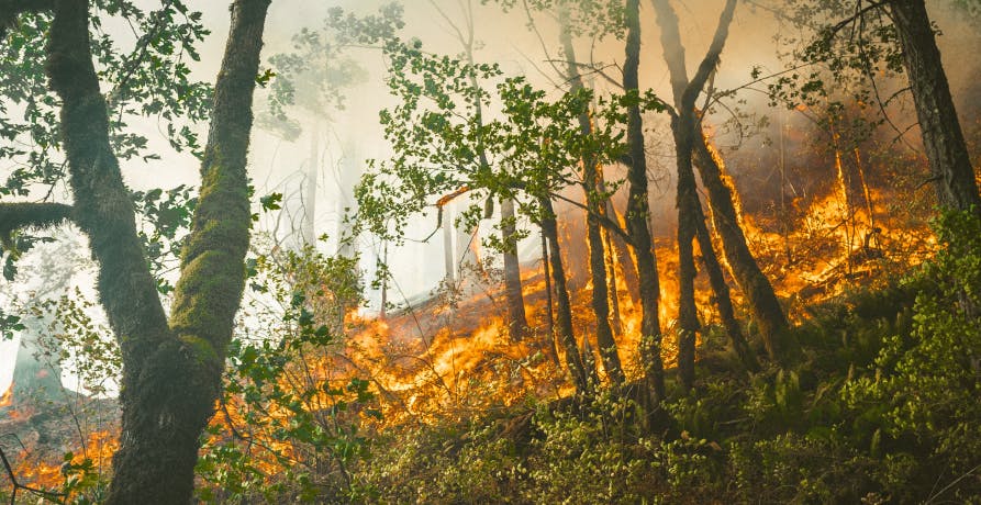 Protection des forêts contre l'incendie 2020 : adoptez les bons gestes