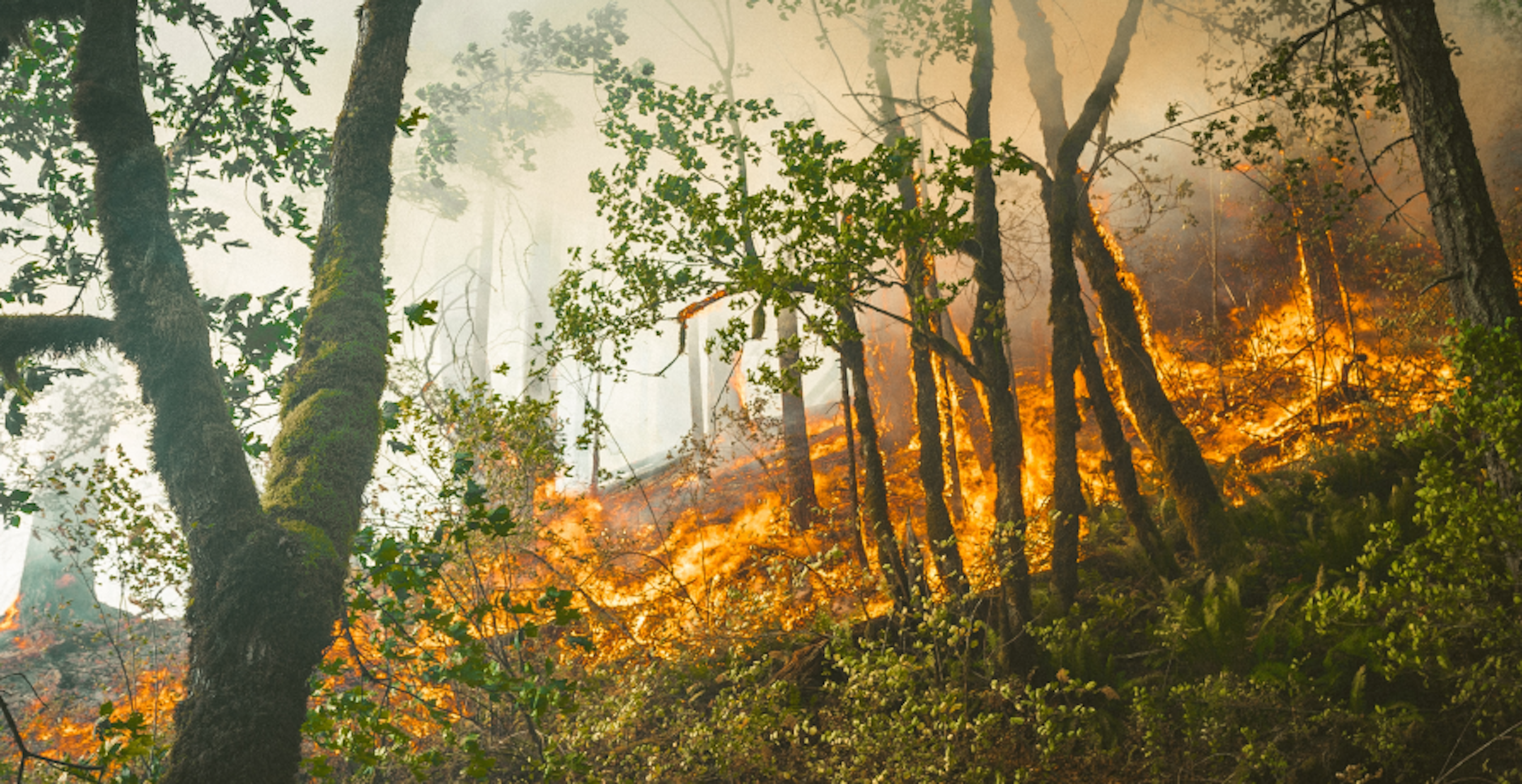 feu de forêt