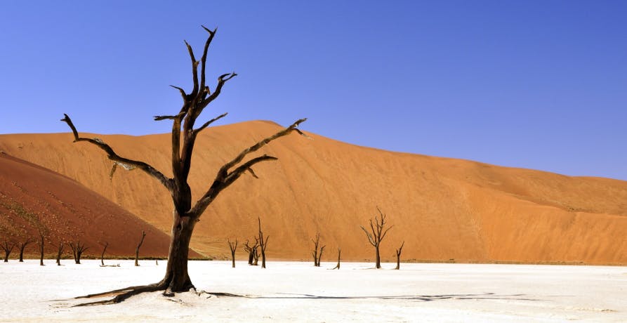un arbre mort dans le désert