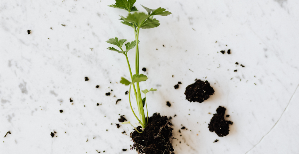 parsely plant on table out of pot