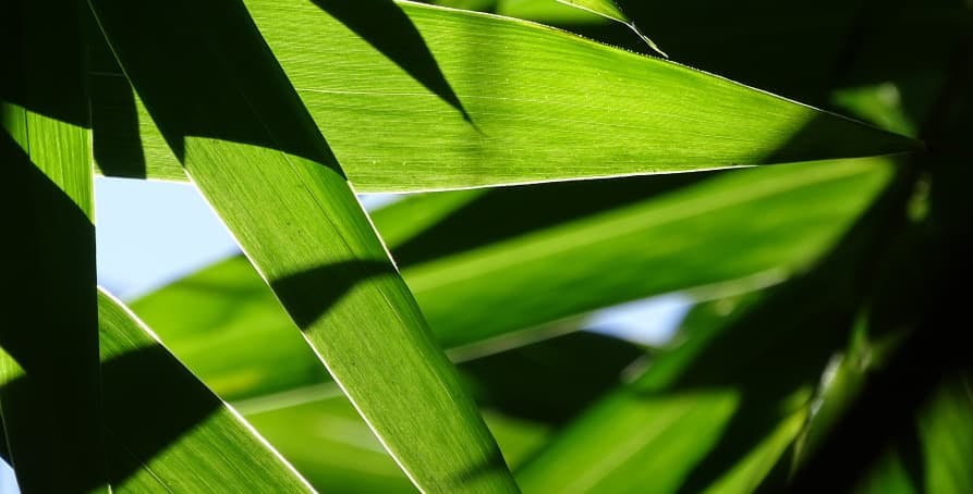 long green leaves in sunlight