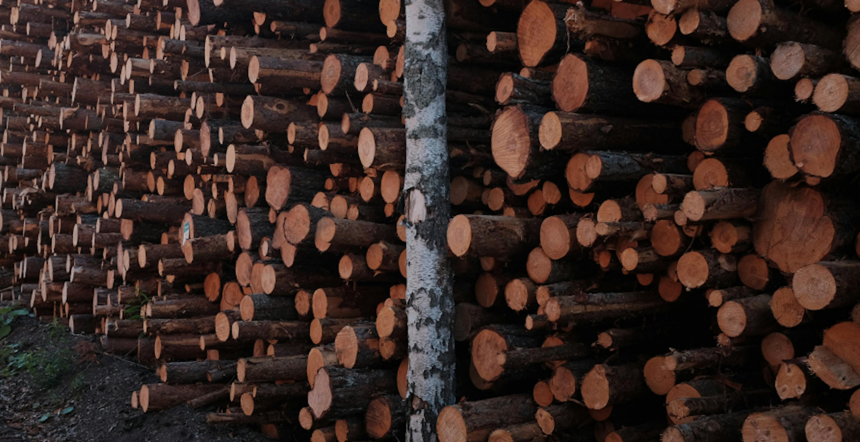 troncs d'arbres coupés entassés les uns sur les autres