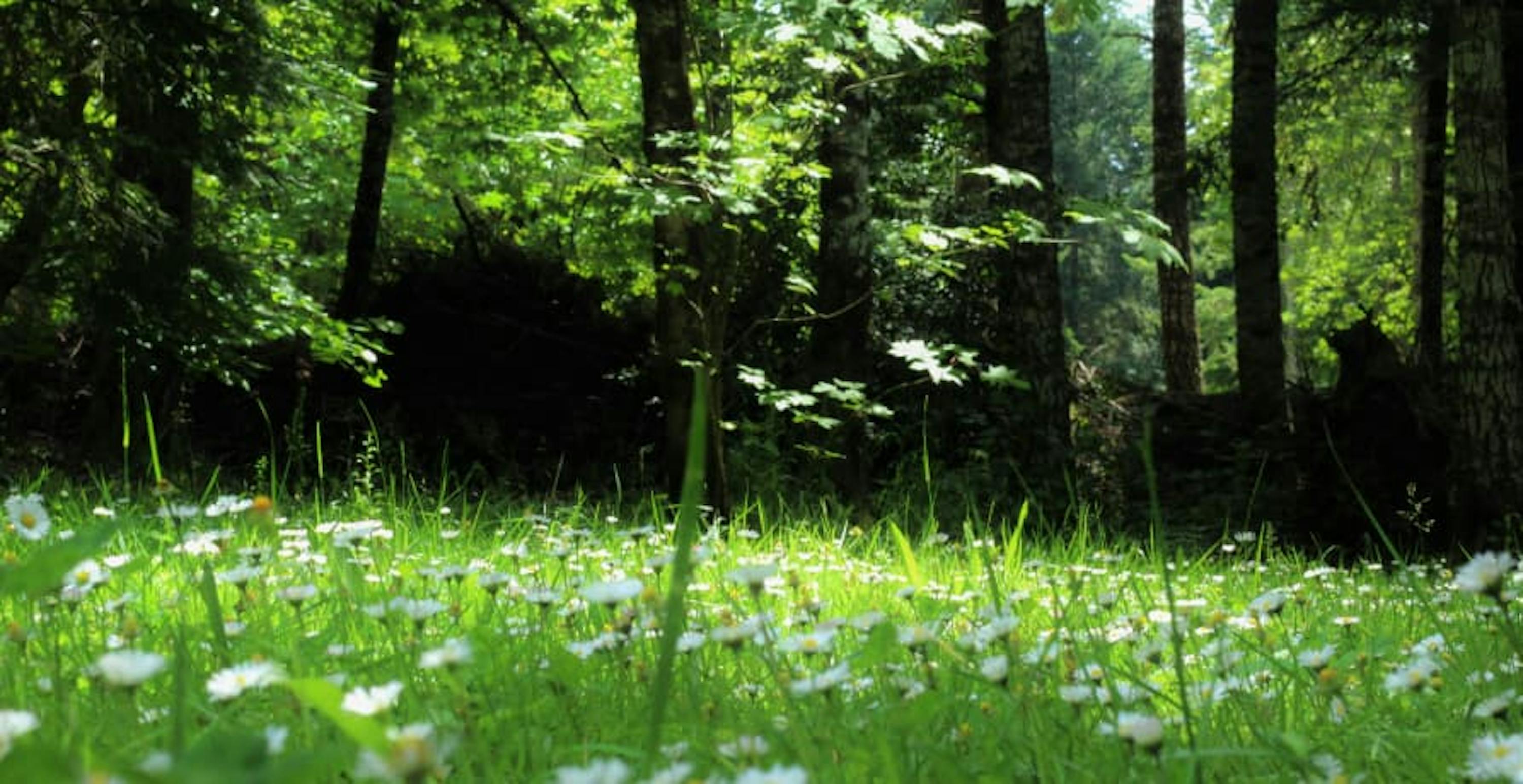 grass with flowers and forest in the distance