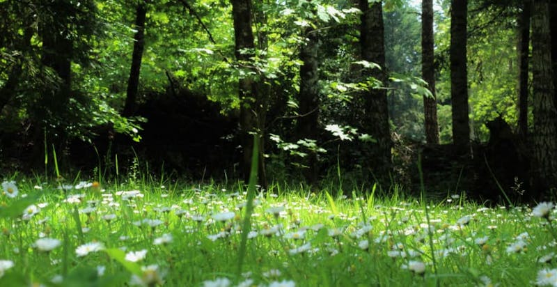 grass with flowers and forest in the distance