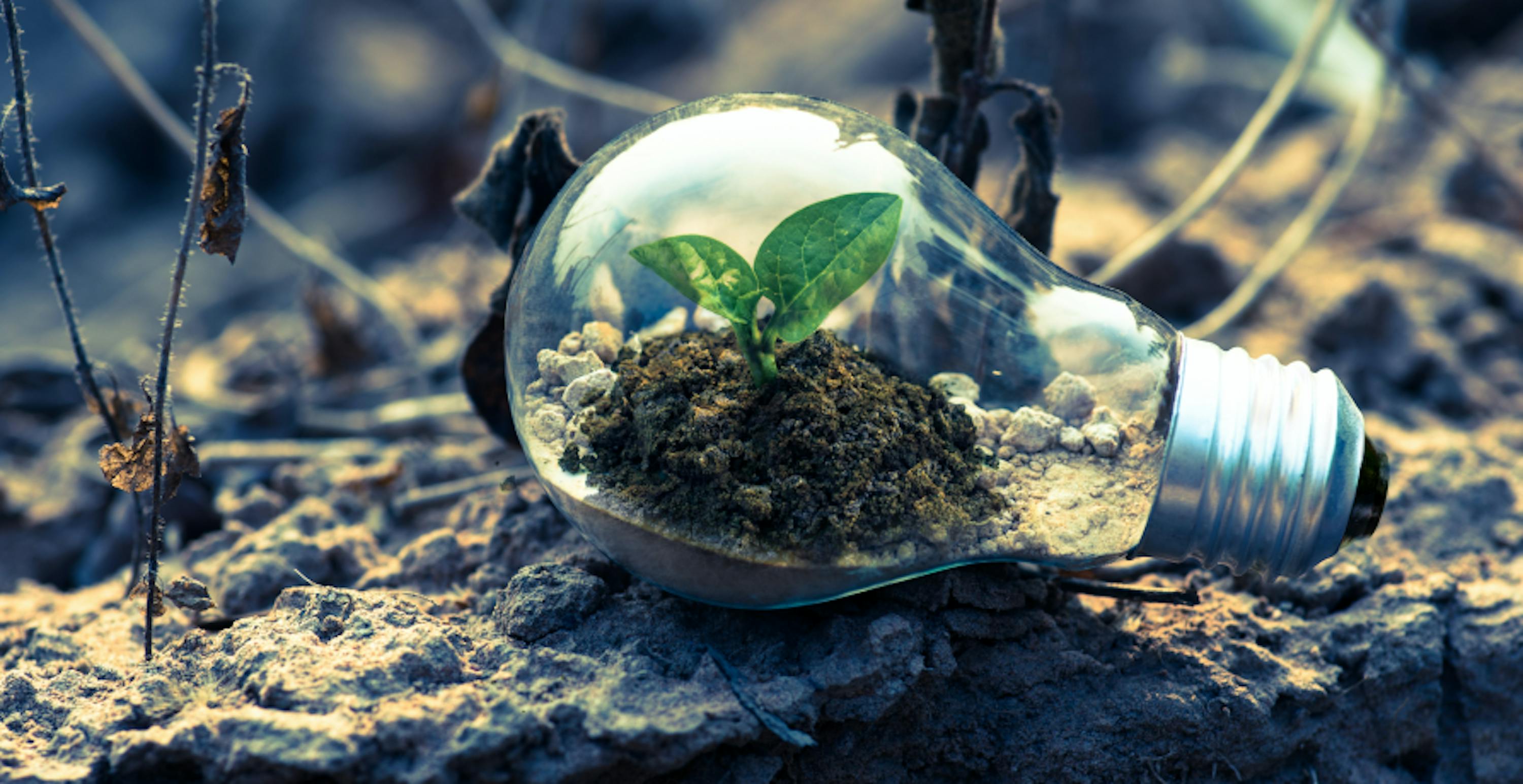 lightbulb with plant inside it on top of soil