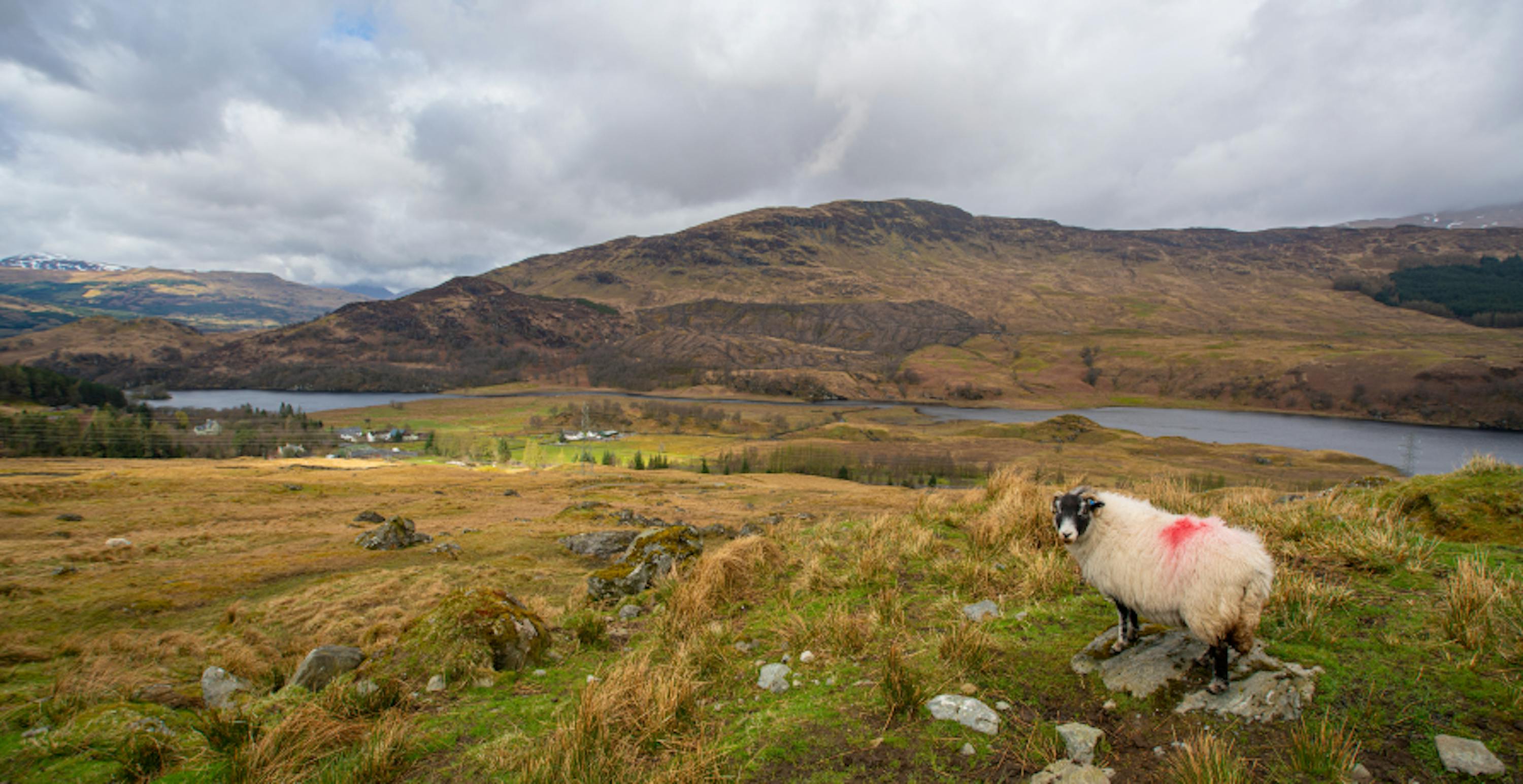 sheep in wild landscape