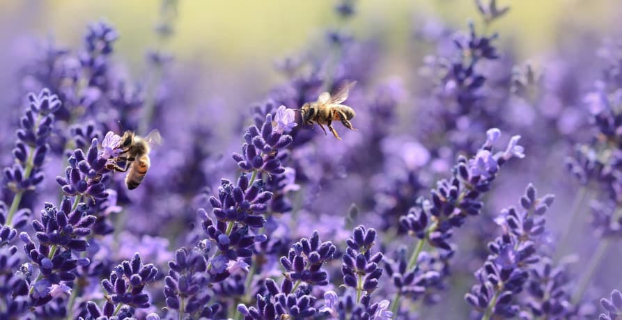 Two honey bees feeding on lavender flowers