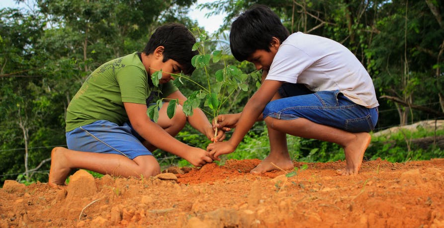 two boys planting trees
