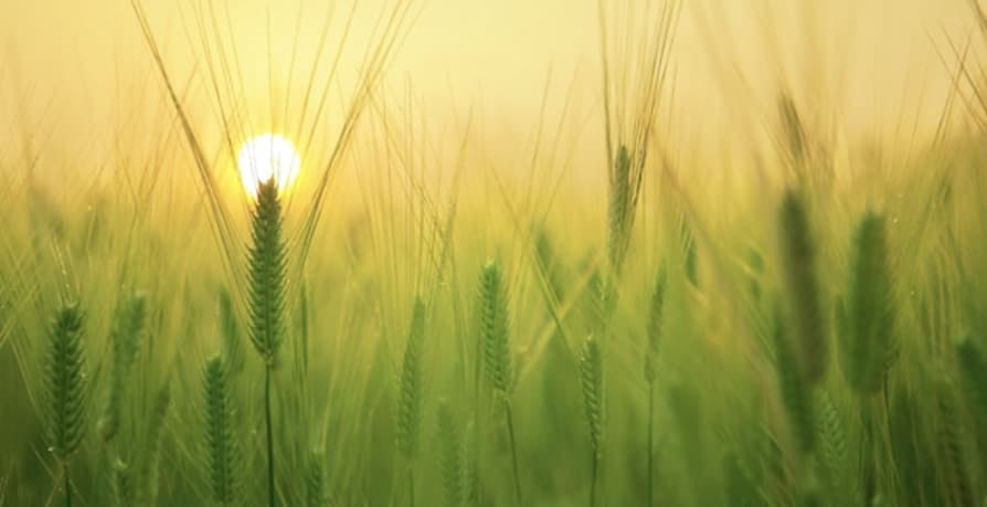 green wheat crops with yellow sunrise behind