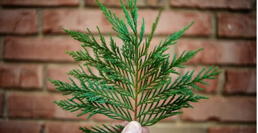 person holding flat green plant