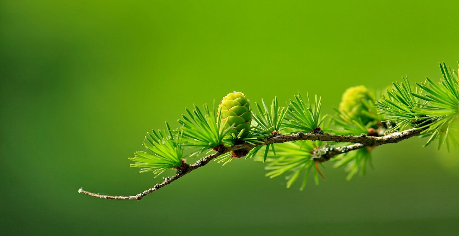 a branch