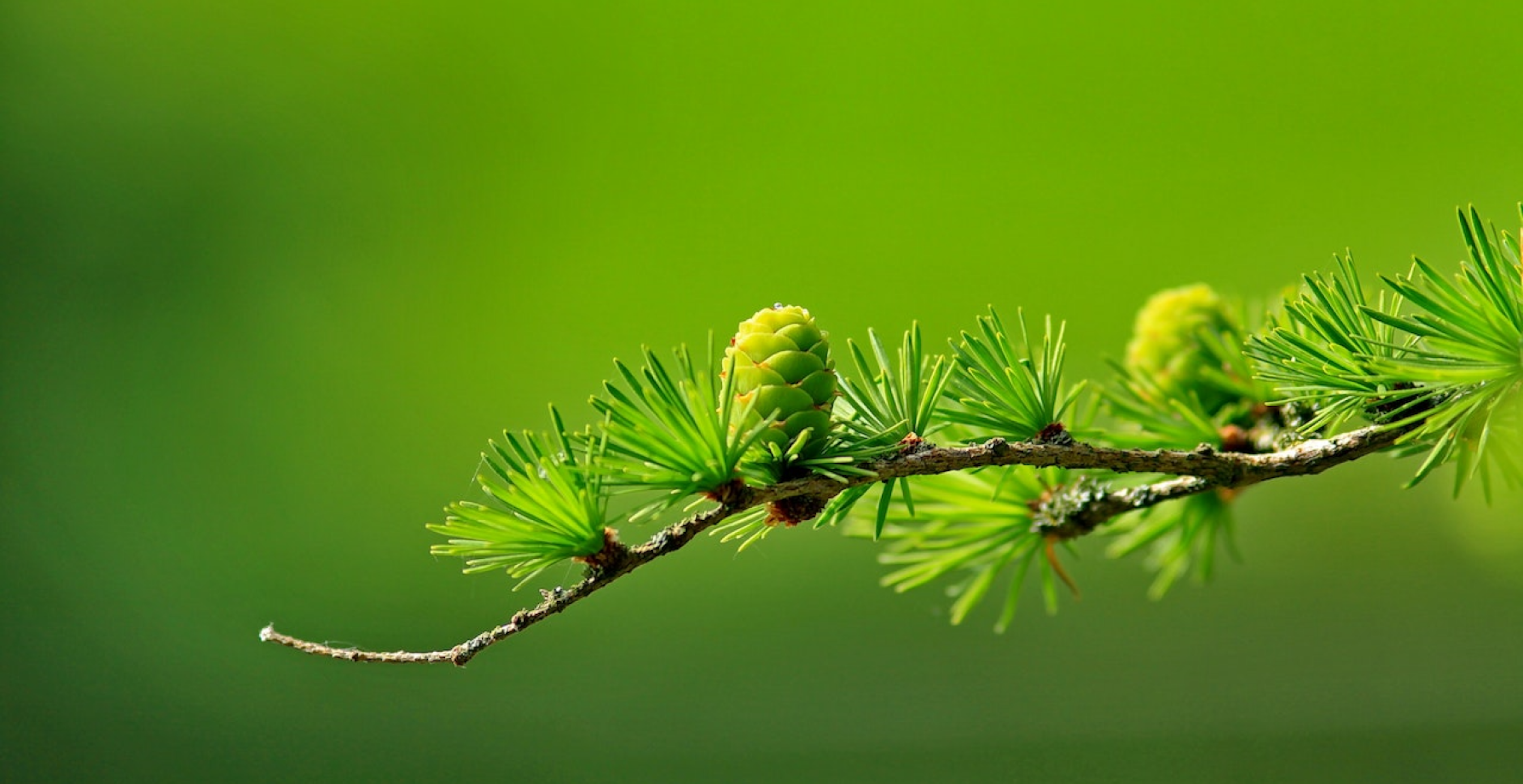a branch