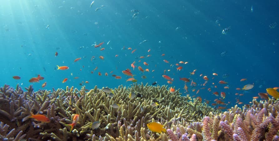 fish swimming near coral reefs