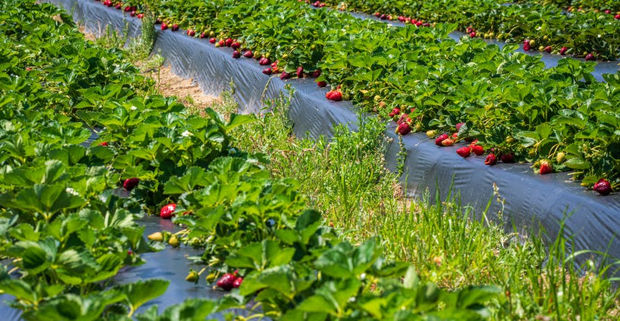 field of strawberries