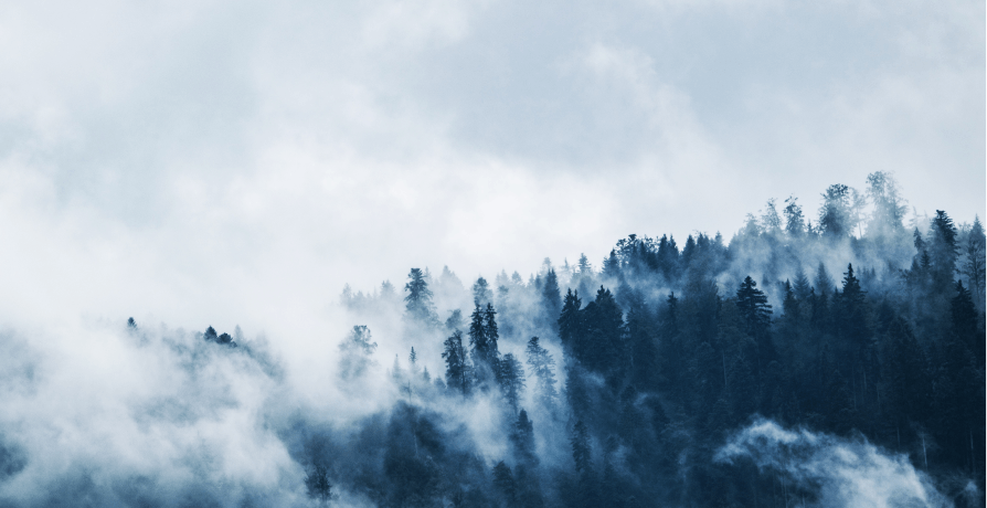 forest trees in fog