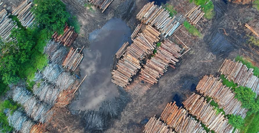 logging operation with lots of chopped trees