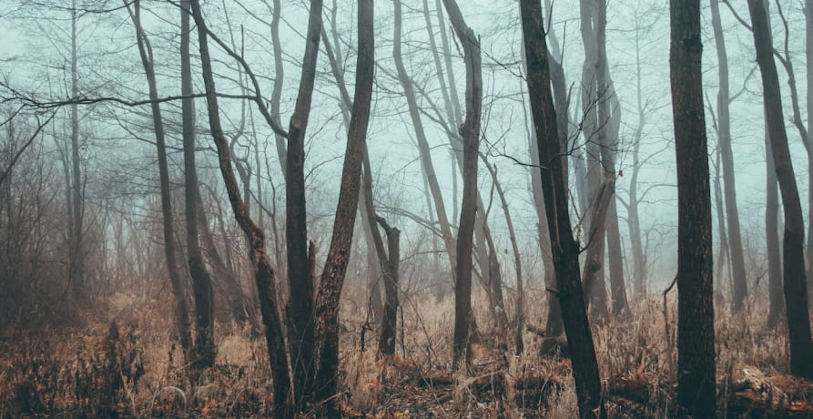 une forêt