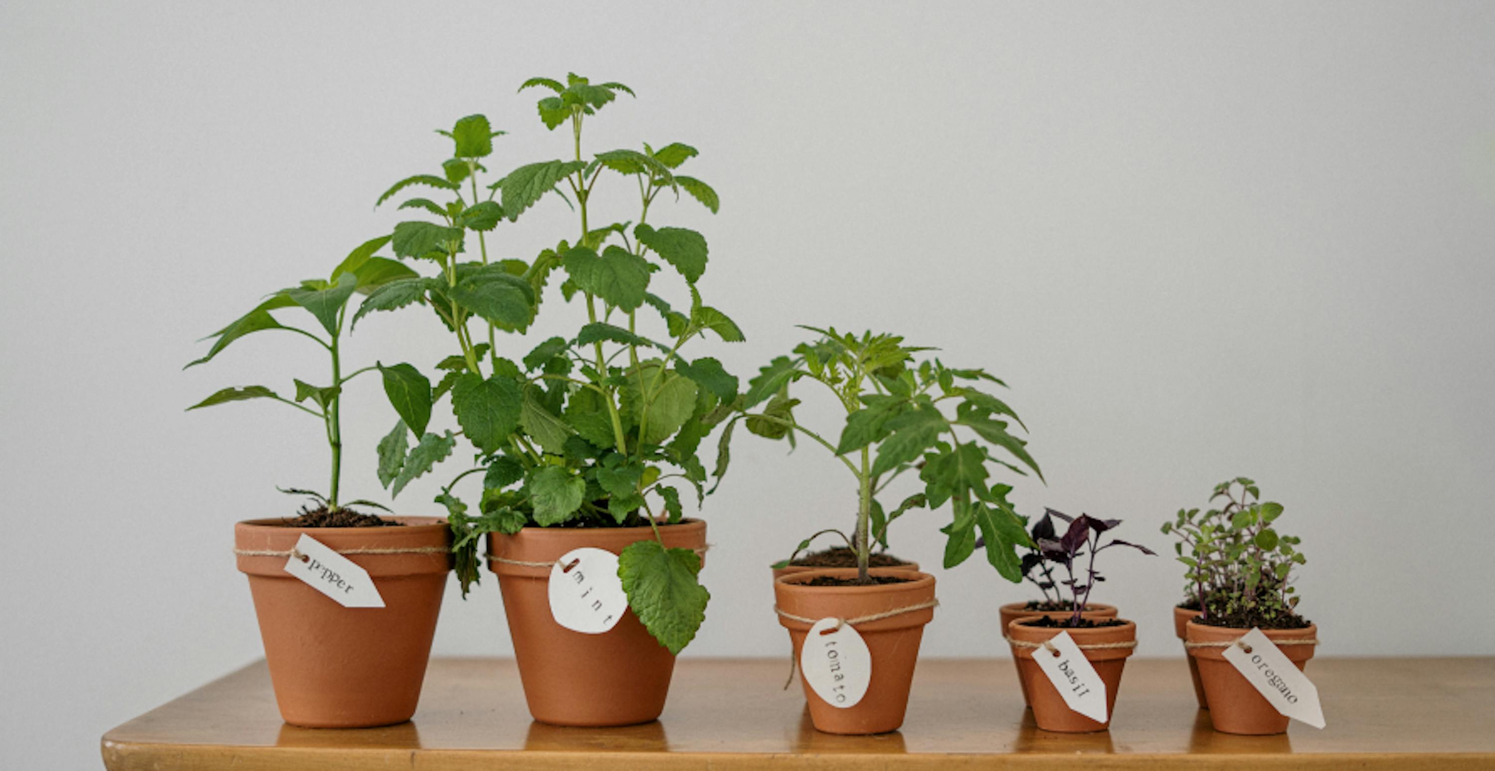 five potted plants