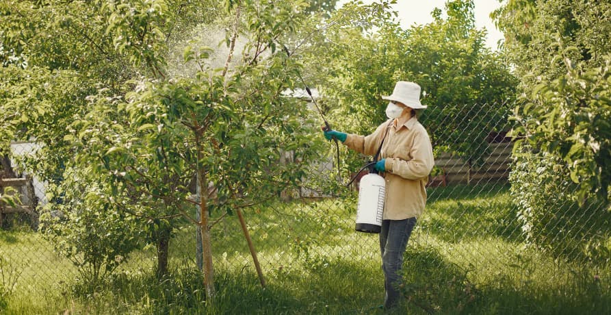 woman with a face mask spraying pesticides on her garden