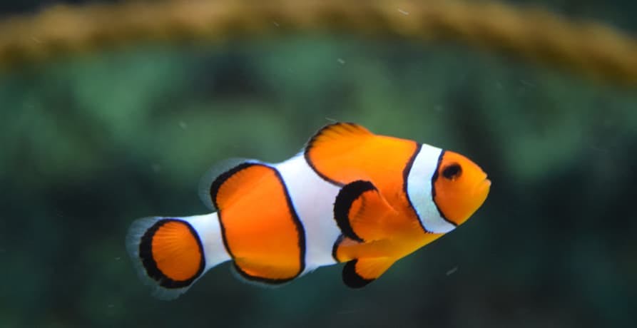 clown fish swimming