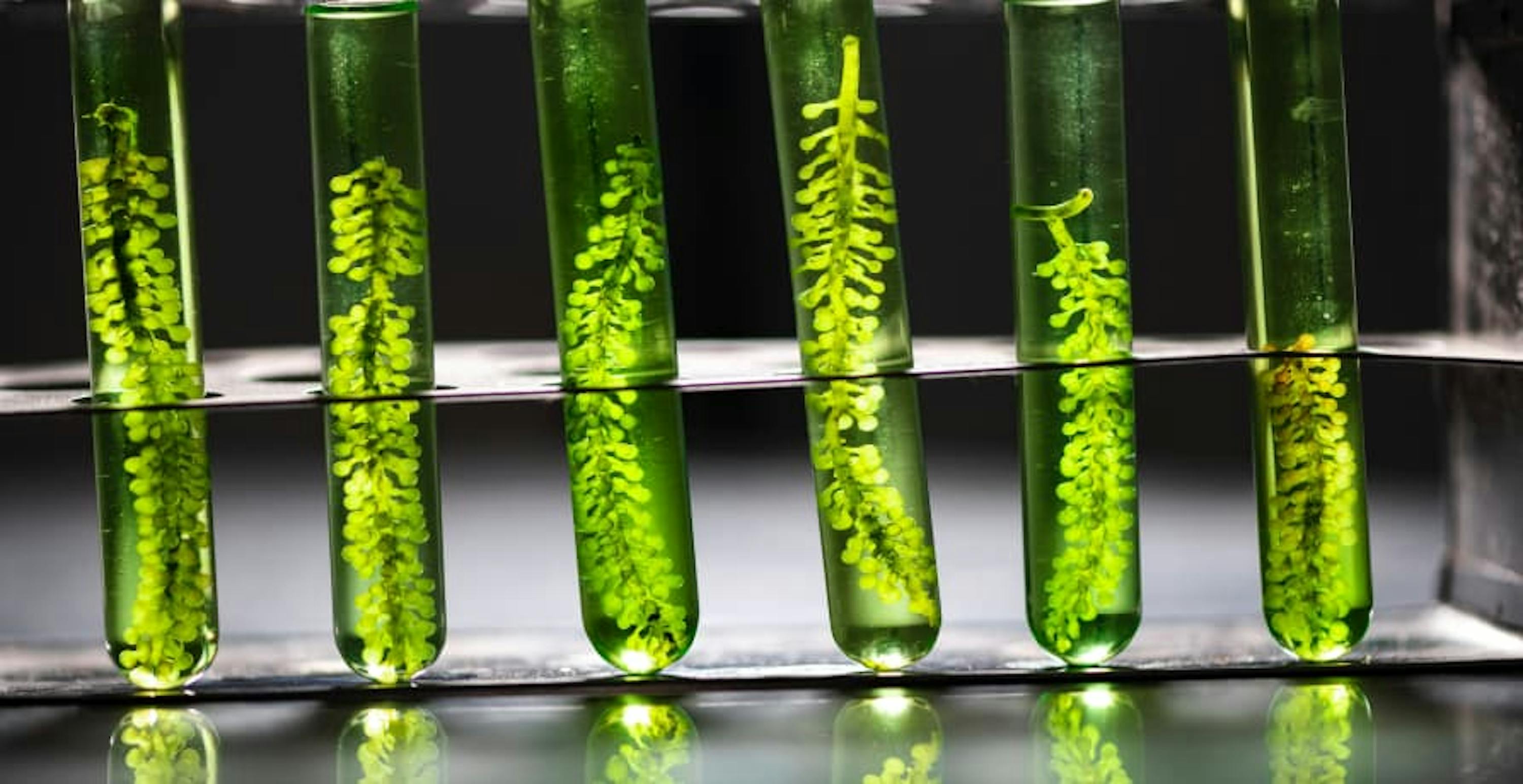 plants in test tubes