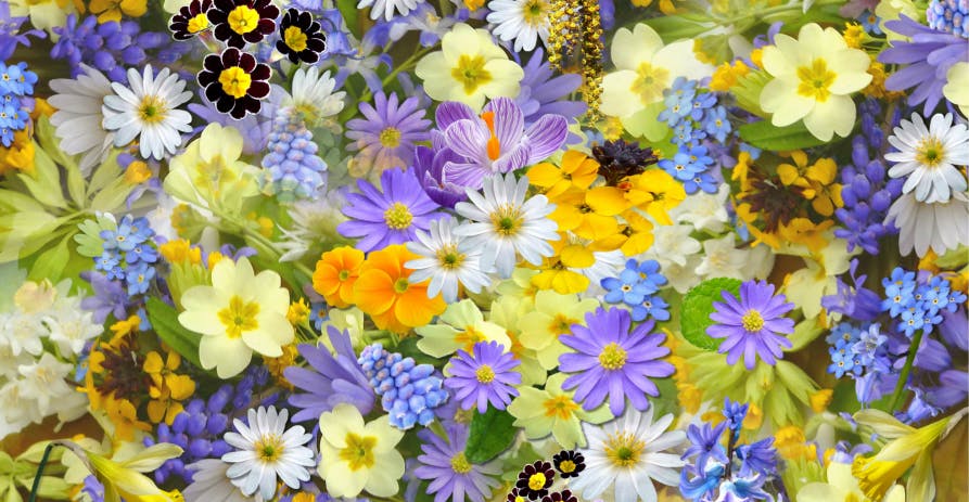 assorted and colored flowers