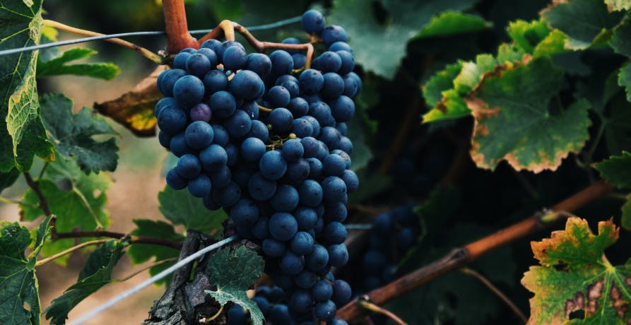 grappe de raisin sur un pied de vigne