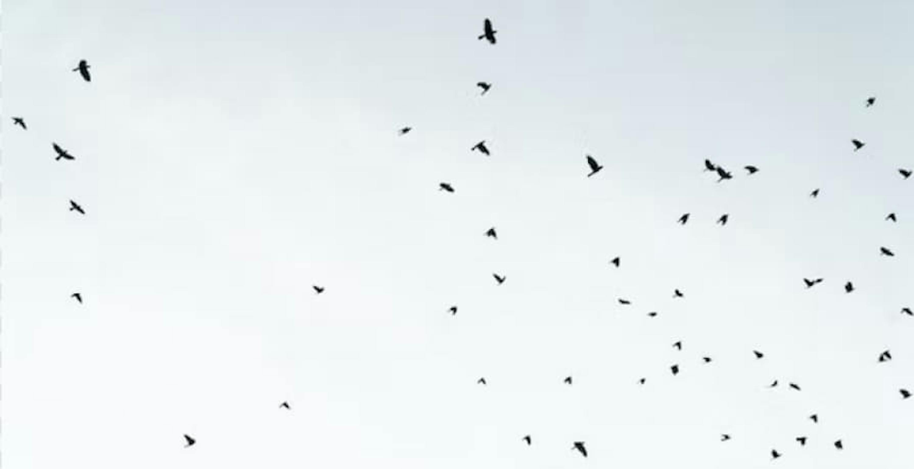 Flock of birds flying in the sky